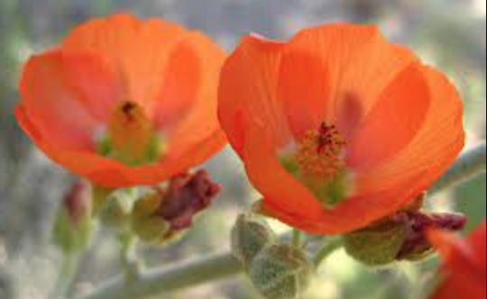 Sphaeralcea ambigua (Apricot Mallow) - 1g
