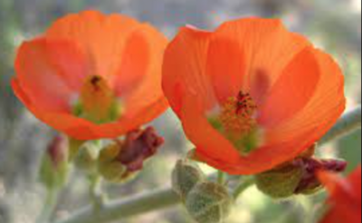 Sphaeralcea ambigua (Apricot Mallow) - 1g