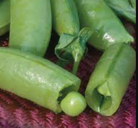 Pea &#39;Super Sugar Snap&#39; - 4&quot;