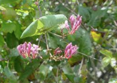 Lonicera hispidula var. vacillans (CA Honeysuckle)- 1g