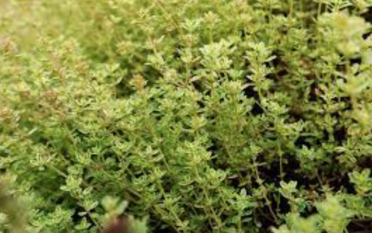 Thyme &#39;Lemon&#39; OG - 4&quot;