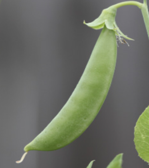 Pea &#39;Sugar Ann&#39; - 4&quot;