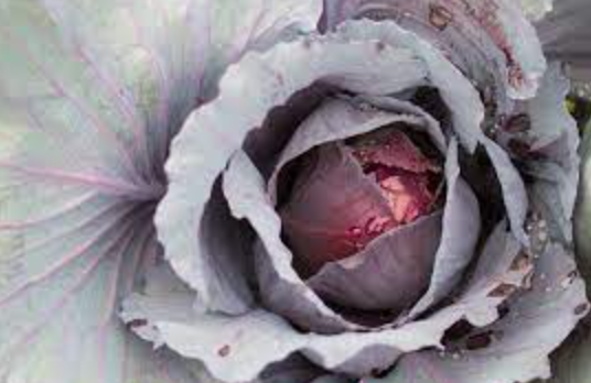 Cabbage &#39;Red Ruby Perfection&#39; - 4&quot;