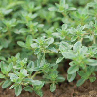 Thyme &#39;Creeping&#39; OG - 4&quot;
