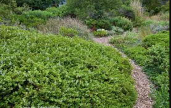 Baccharis pilularis &#39;Pigeon Point&#39; - 1g