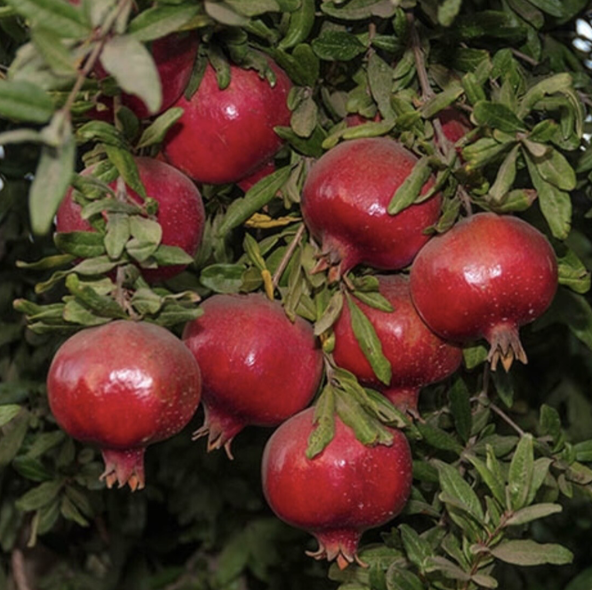 Pomegranate &#39;Wonderful&#39; - 1/2g