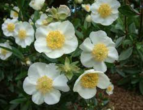 Carpenteria californica (CA Bush Anemone) - 1g