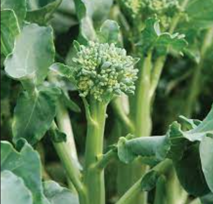 Broccoli &#39;Mini Happy Rich&#39; - 6pk