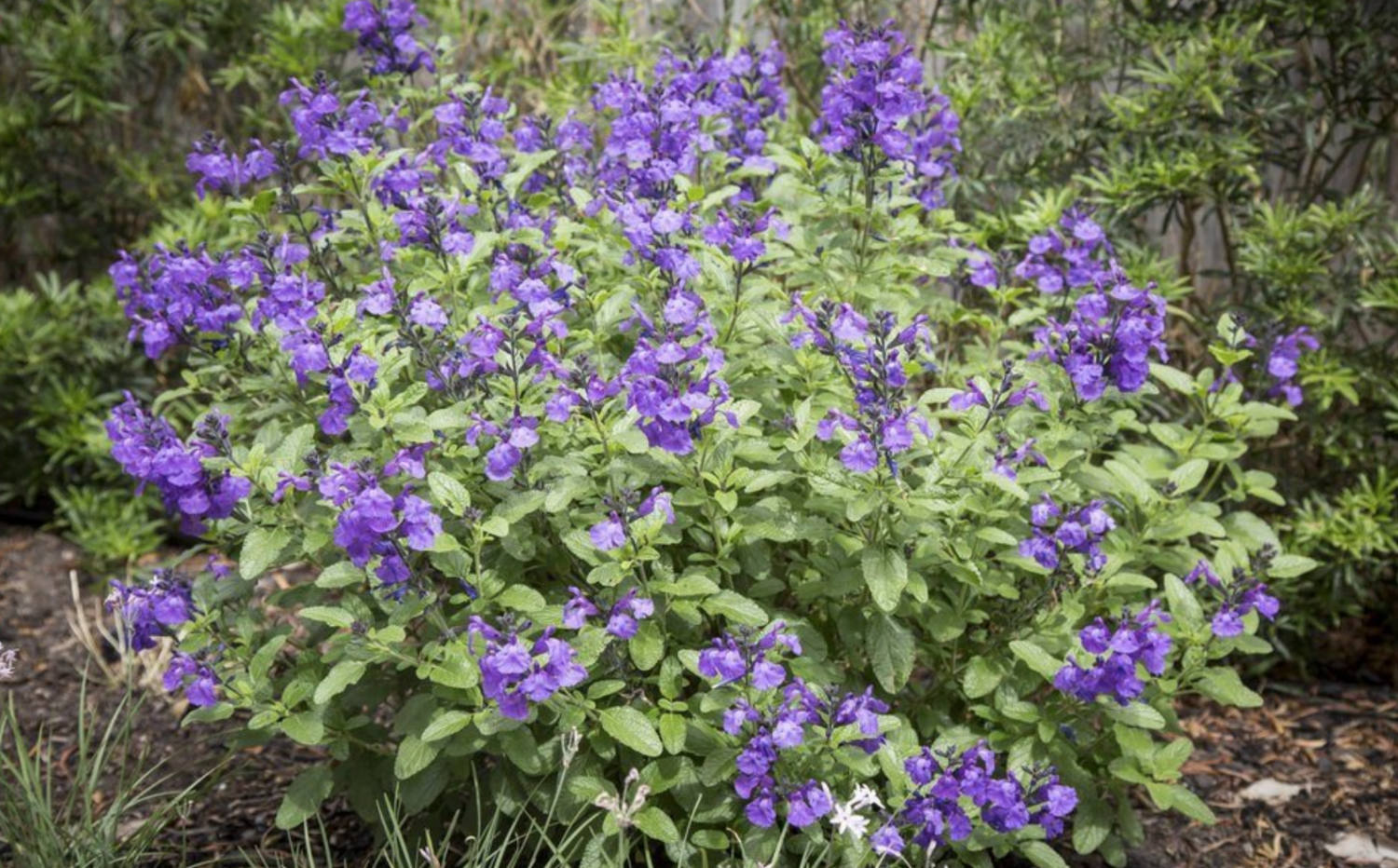 Salvia &#39;Heatwave&#39; - 1g