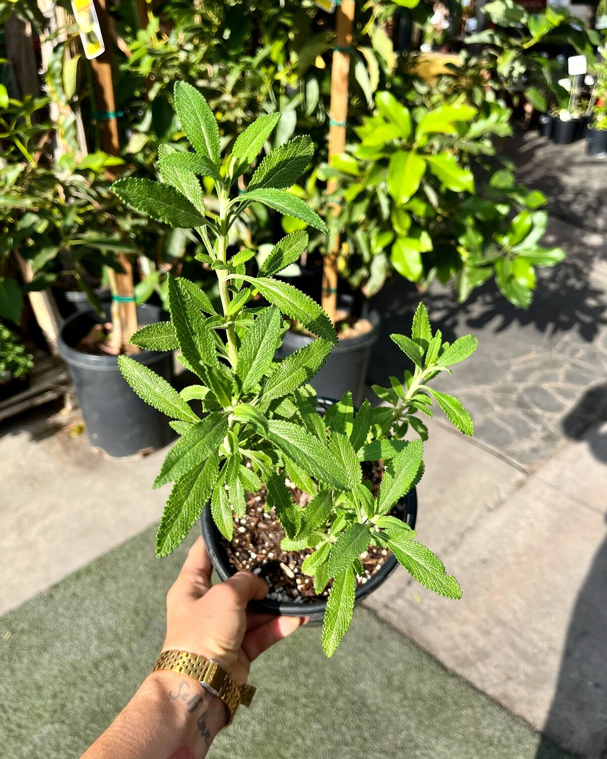 Salvia mellifera (Black Sage) - 1g