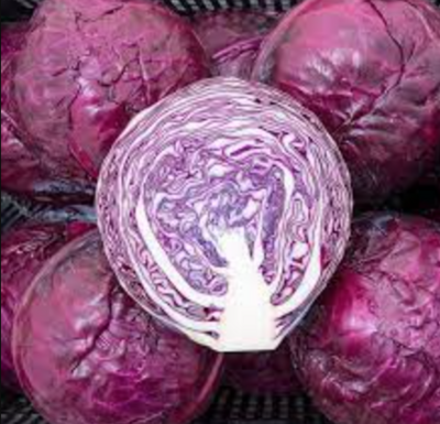 Cabbage 'Red Integro' OG - 6pk