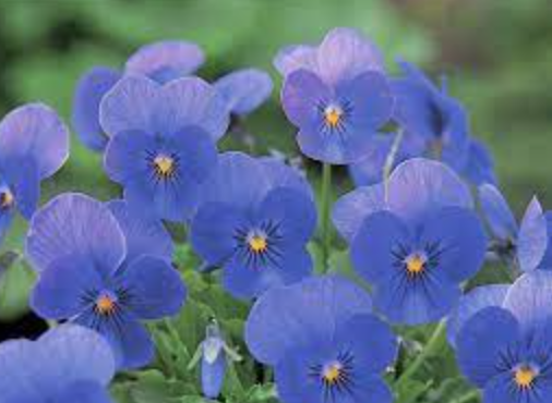 Viola &#39;Gem Electric Blue&#39; - 6pk