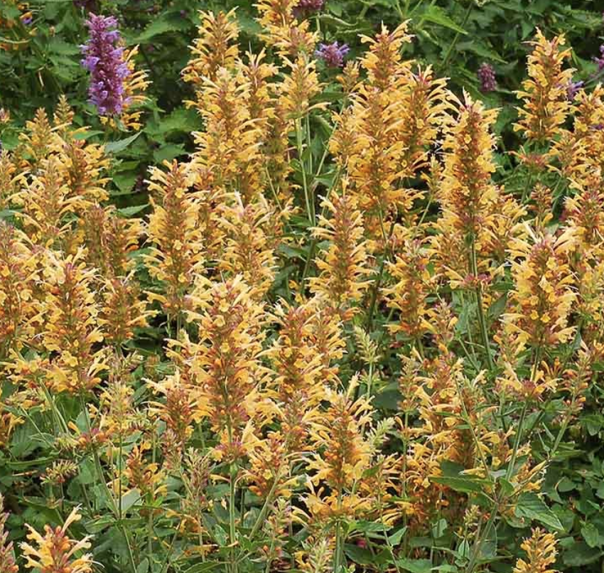 Agastache &#39;Kudos Gold&#39; - 1g