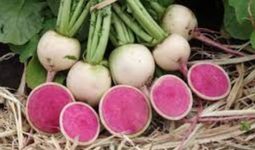 Radish &#39;Chinese Red Meat&#39; - 4&quot;