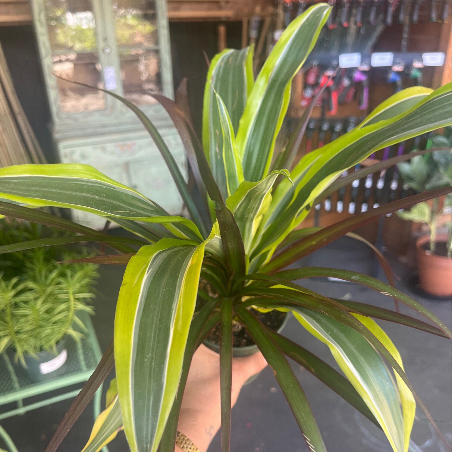 Foliage Combo - 4&quot;