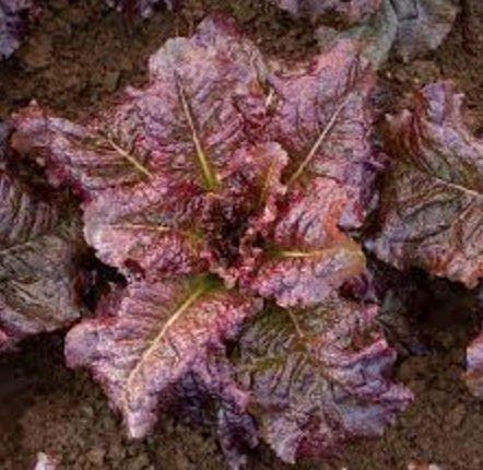 Lettuce &#39;Outredgeous&#39;  - 6pk