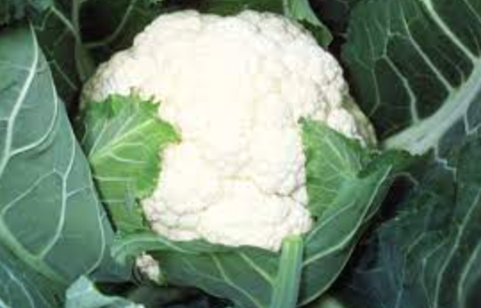 Cauliflower &#39;Candid Charm&#39; - 6pk