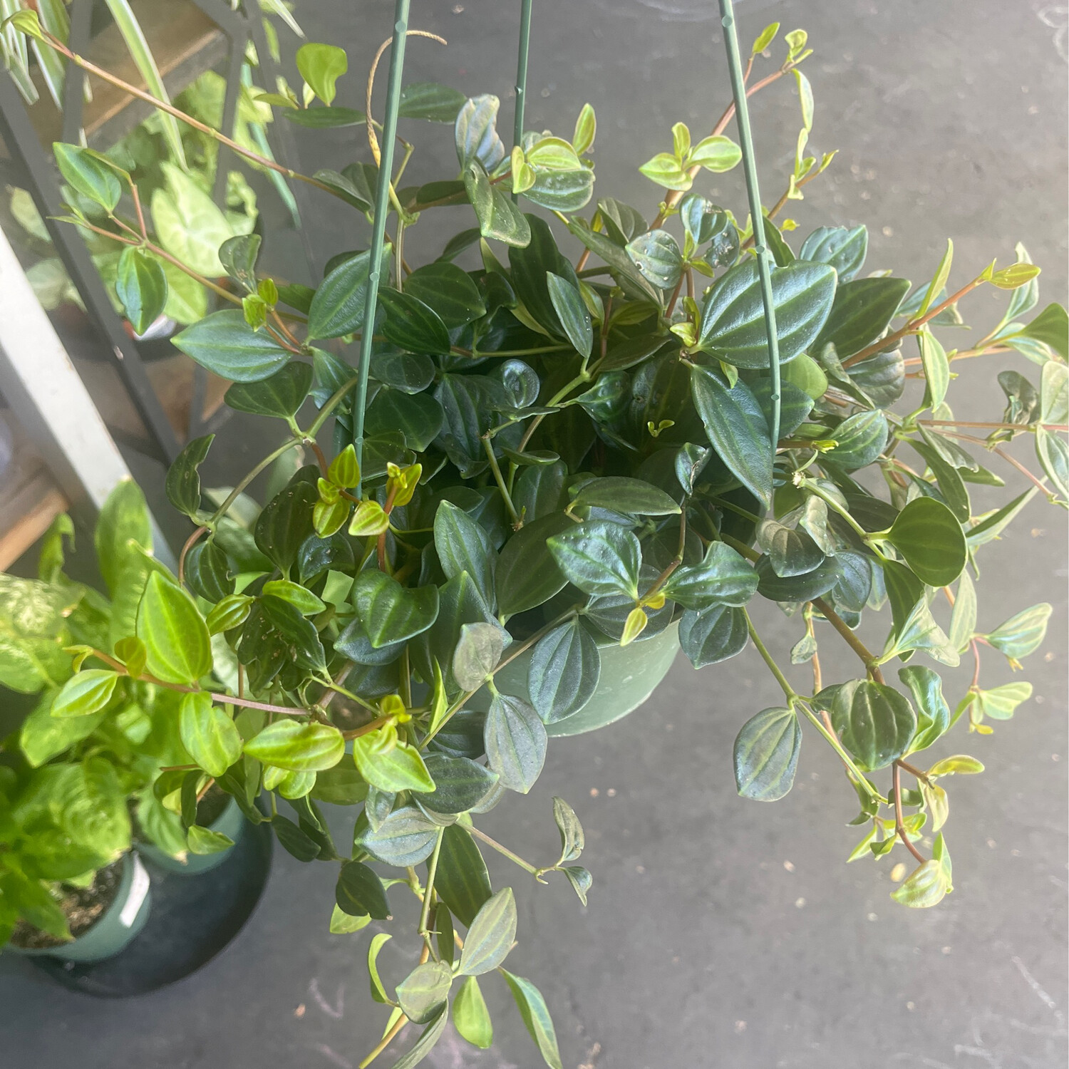 Peperomia angulata - 6&quot;
