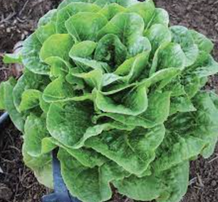 Bibb Lettuce &#39;Winter Destiny&#39; - 6pk