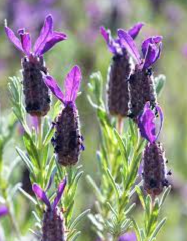 Lavender &#39;Bandara Purple - 1g