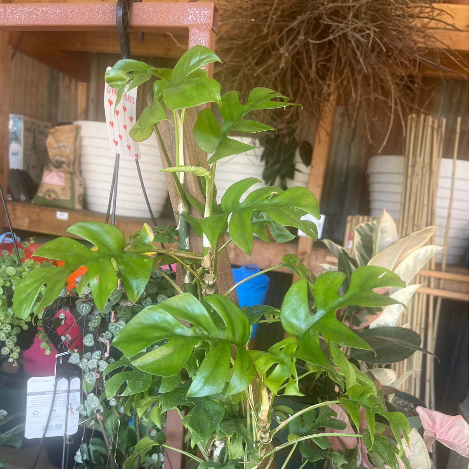 Rhaphidophora tetrasperma &#39;Ginny&#39; (Mini Monstera) - 8&quot;
