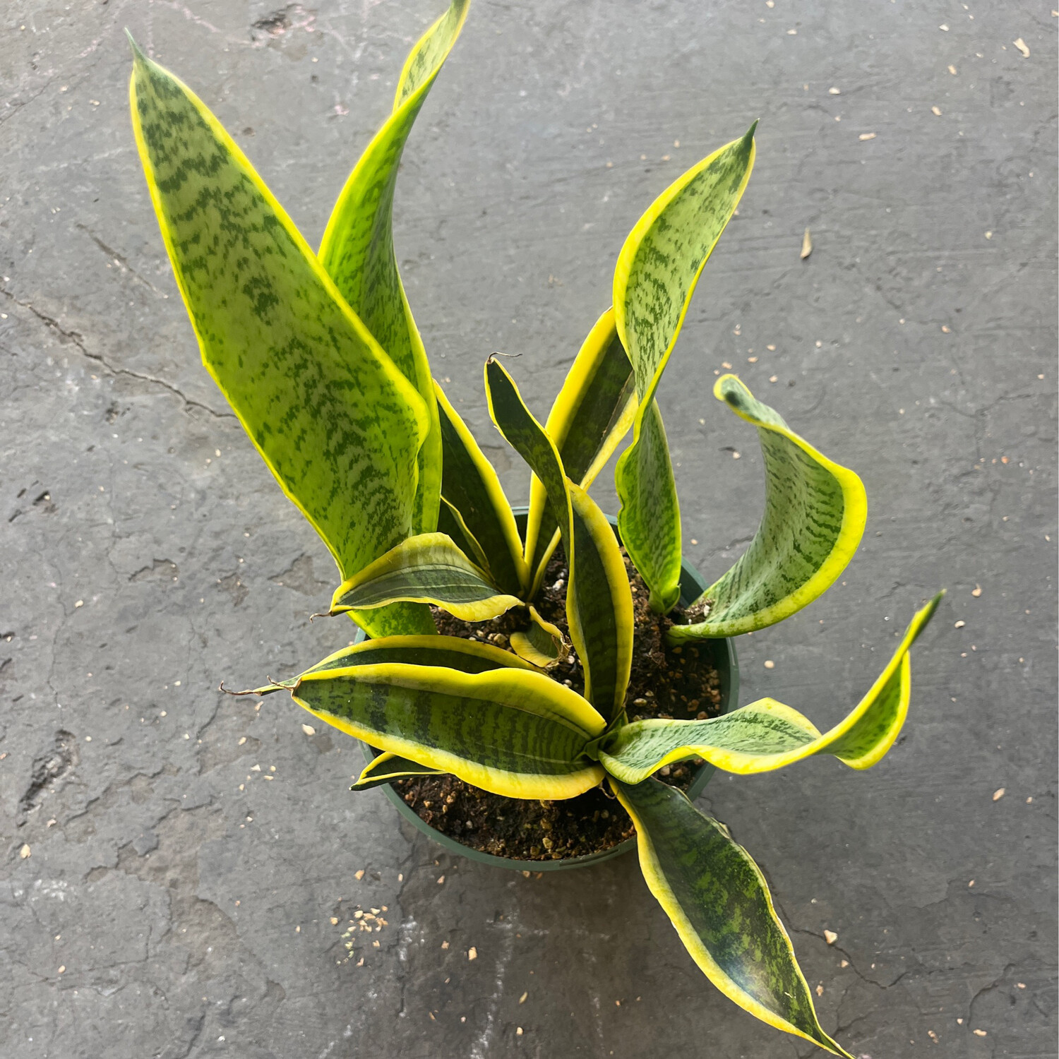 Sansevieria &#39;Laurentii&#39; (Snake Plant) - 6&quot;