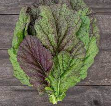 Mustard &#39;Giant Red&#39; - 4&quot;