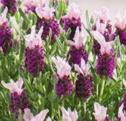 Lavender &#39;Bandara Pink&#39; - 1g