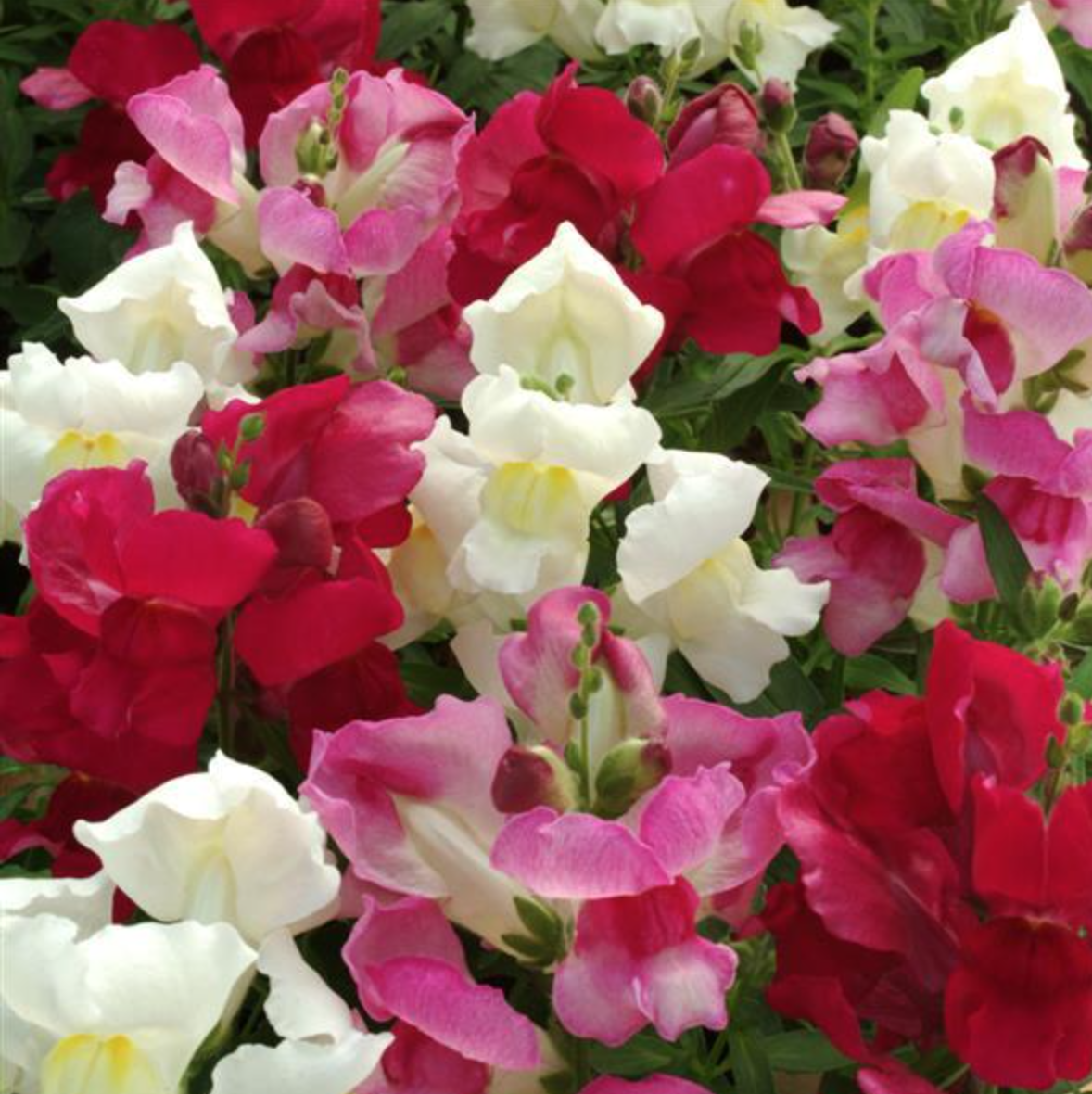 Snapdragon &#39;Snapshot Mix&#39; - 6pk