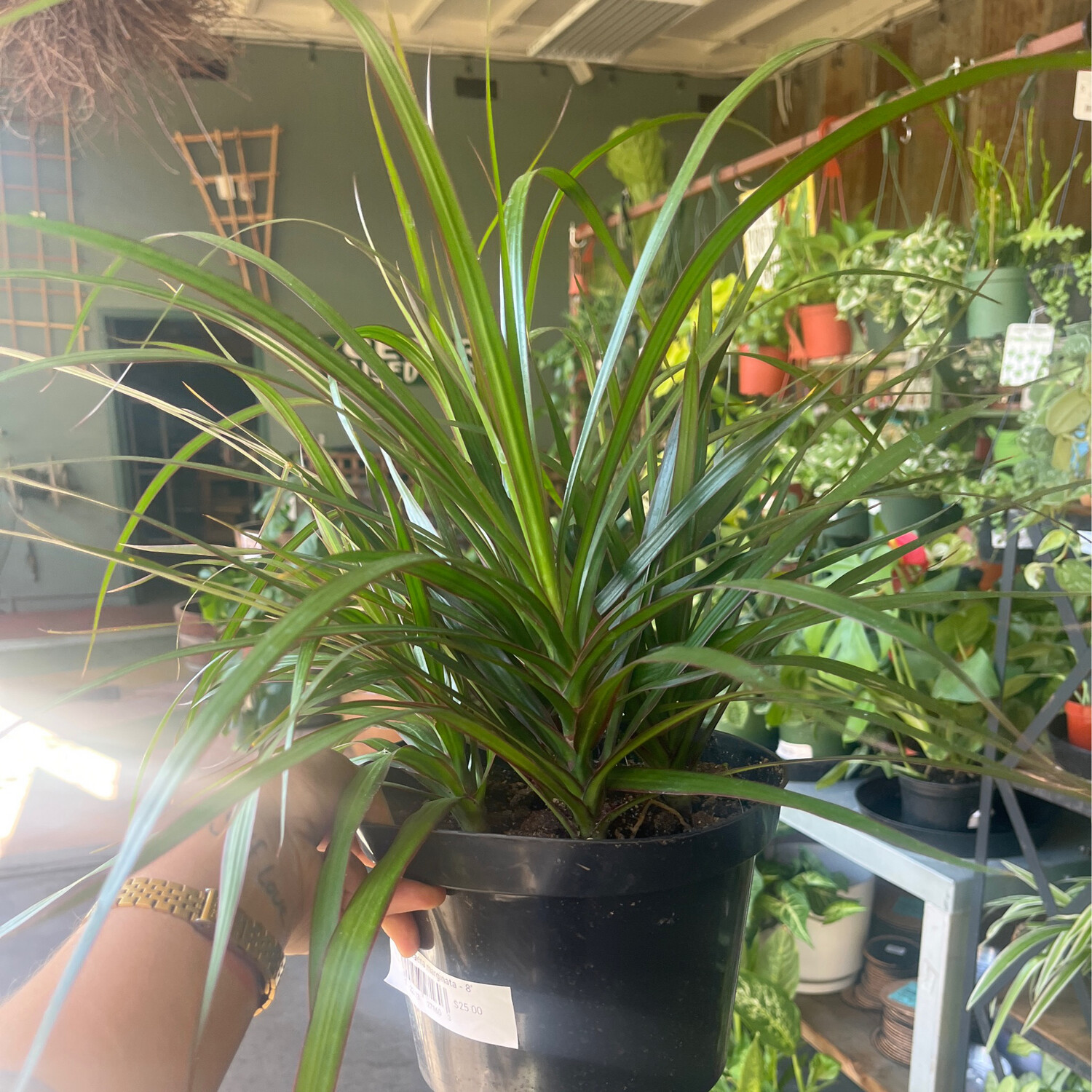 Dracaena marginata &#39;Bicolor&#39; - 8in