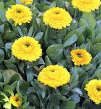 Calendula &#39;Bon Bon Yellow&#39; - 4&quot;