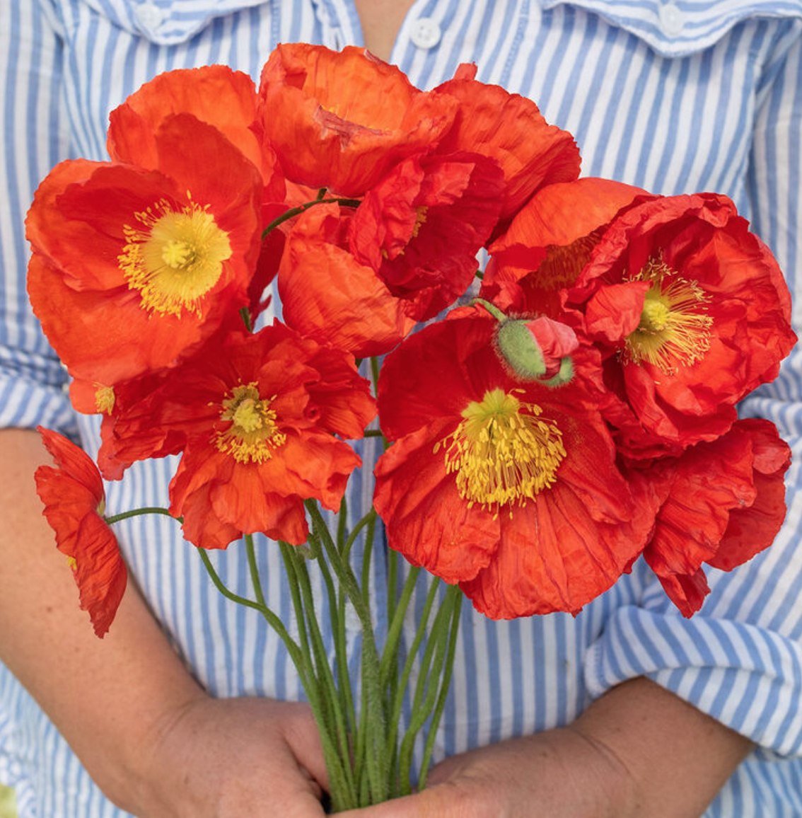 Poppy &#39;Champagne Bubbles Scarlet&#39; - 6pk