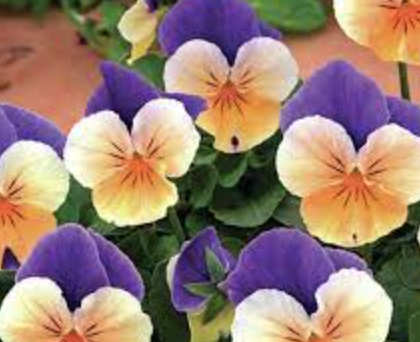 Viola &#39;Penny Peach Jump Up&#39; - 6pk