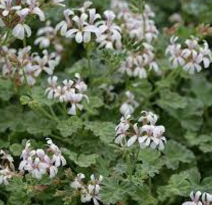 Scented Geranium &#39;Pelargonium Fragrans&#39; - 1g