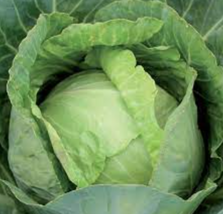 Cabbage &quot;Copenhagen Market&#39; OG - 4&quot;