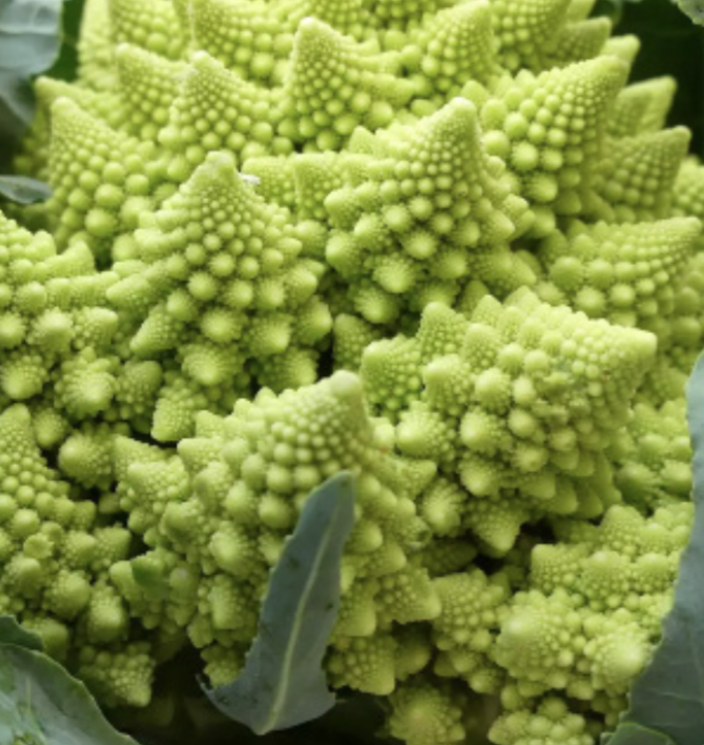 Broccoli &#39;Romanesco&#39; - 6pk