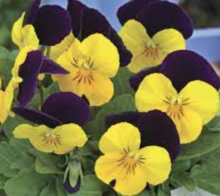 Viola &#39;Penny Yellow Jump Up&#39; - 6pk