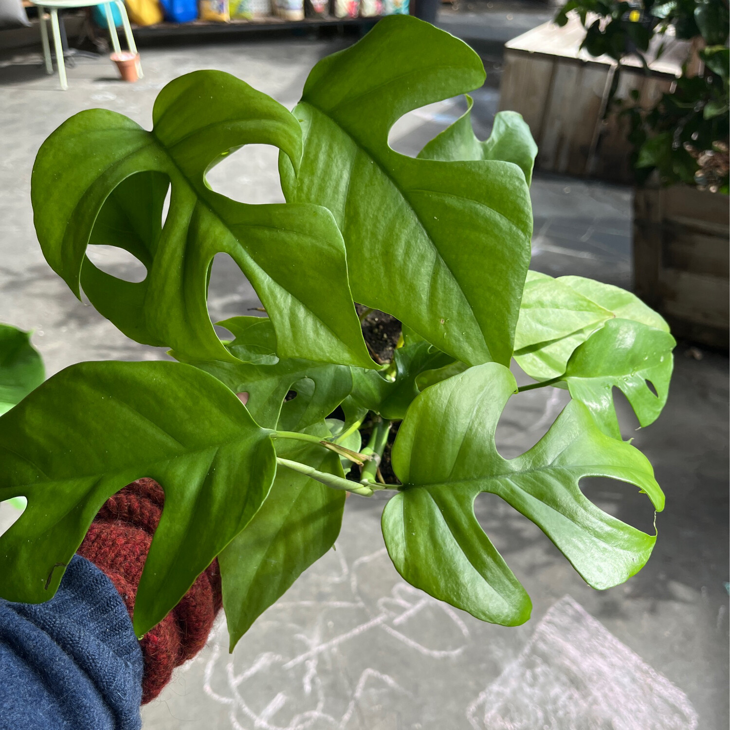Philodendron &#39;Minima&#39; - 6&quot;