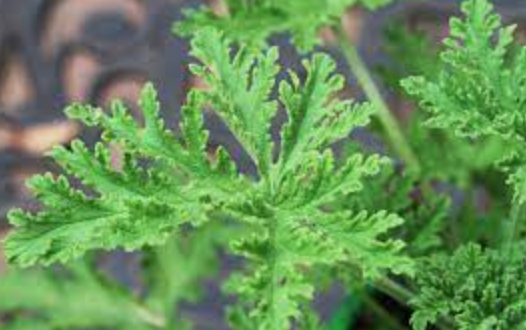 Scented Geranium &#39;Citronella&#39; - 1 gal