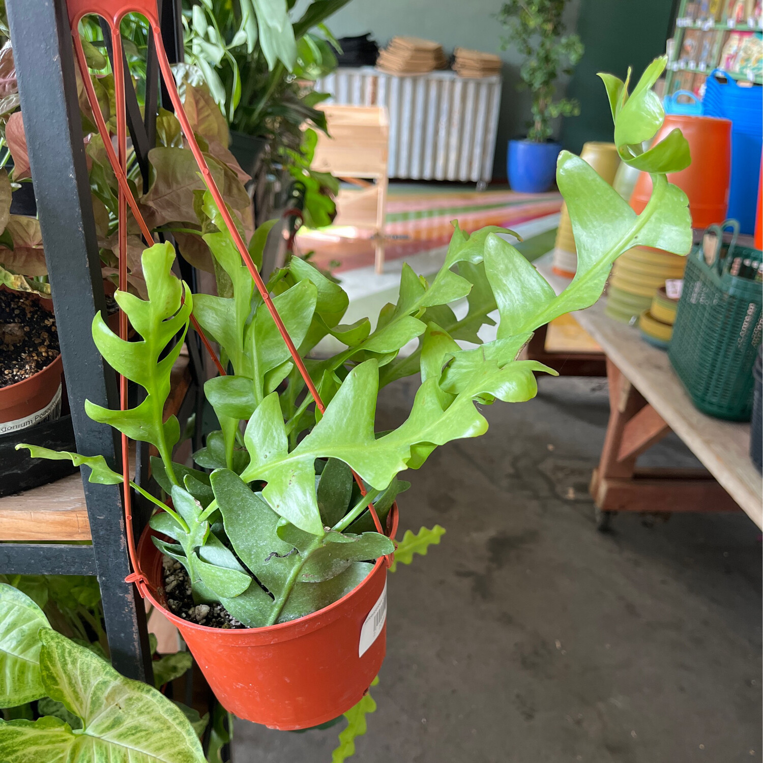 Selenicereus chrysocardium (Orchid Cactus) - 6&quot;