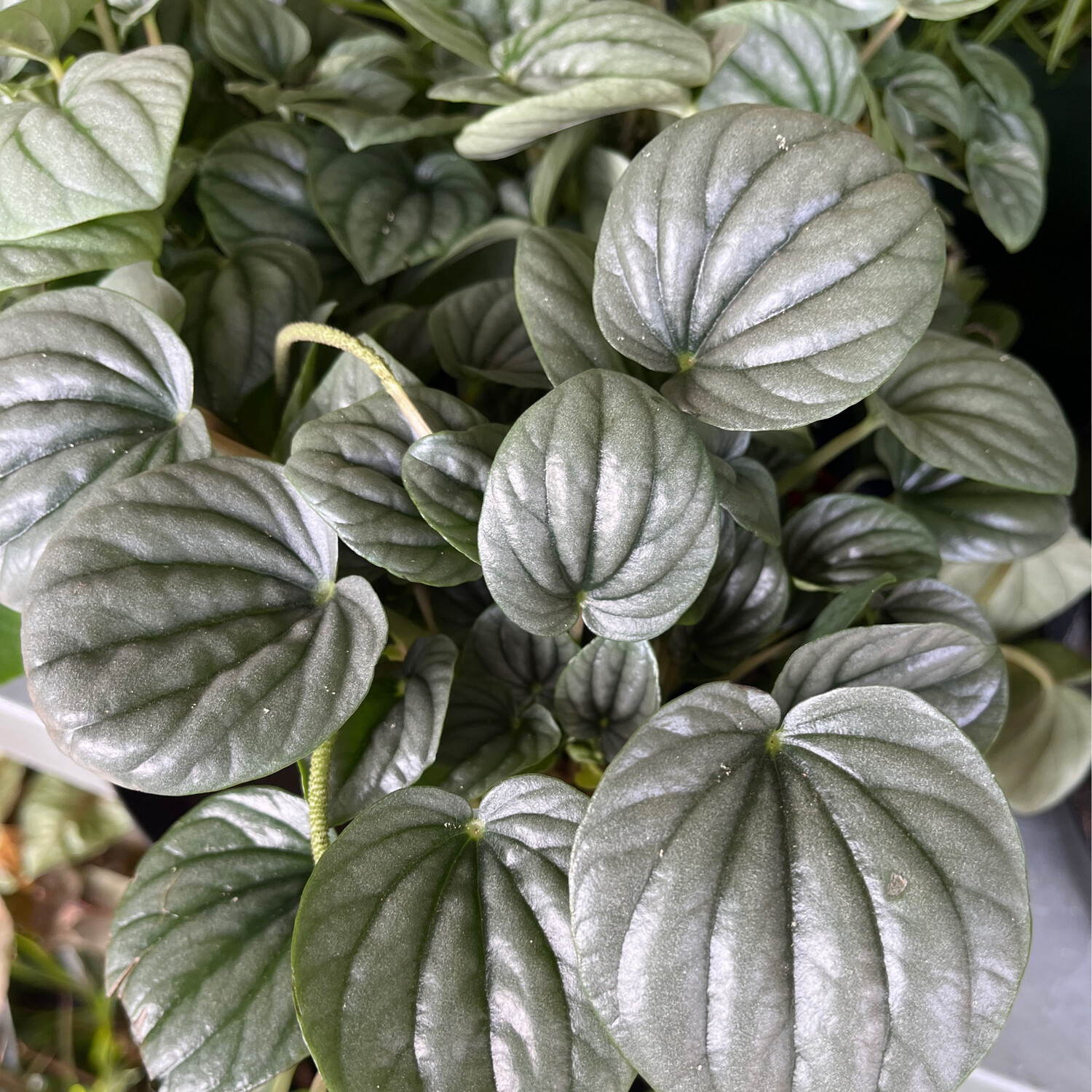 Peperomia &#39;Frost&#39; - 6in