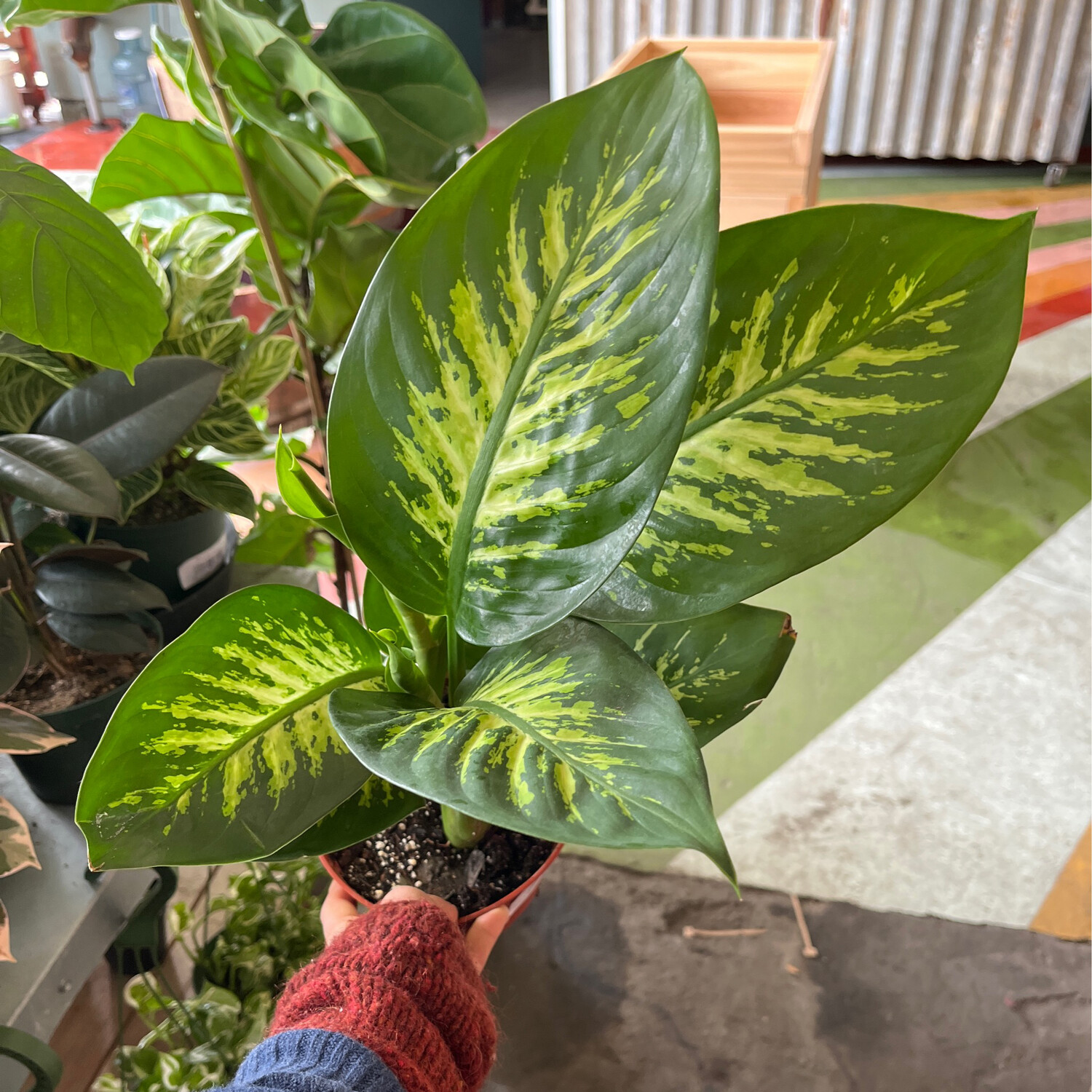 Dieffenbachia &#39;Tropic Snow&#39; - 6&quot;