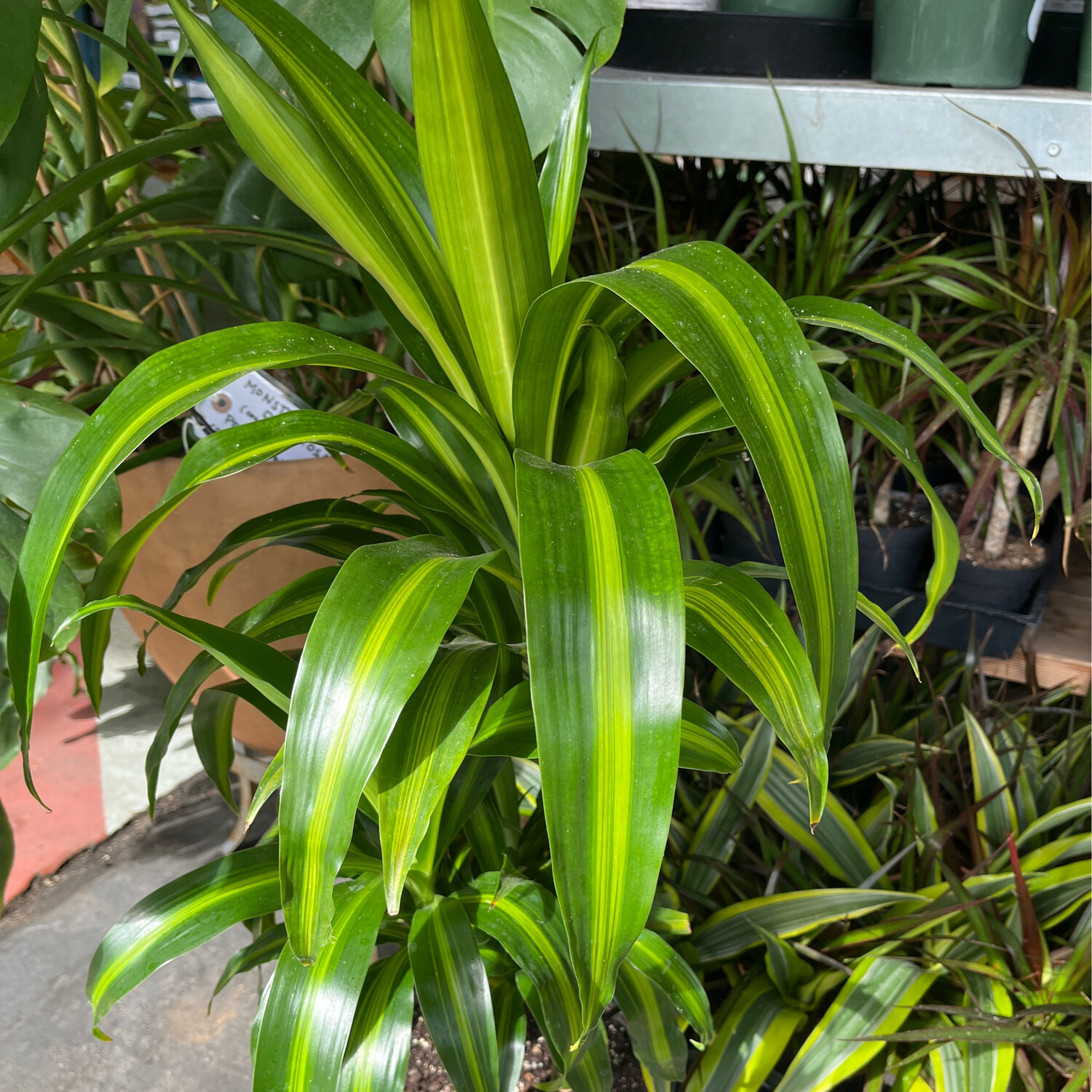 Dracaena &#39;Hawaiian Sunshine&#39; - 10&quot;