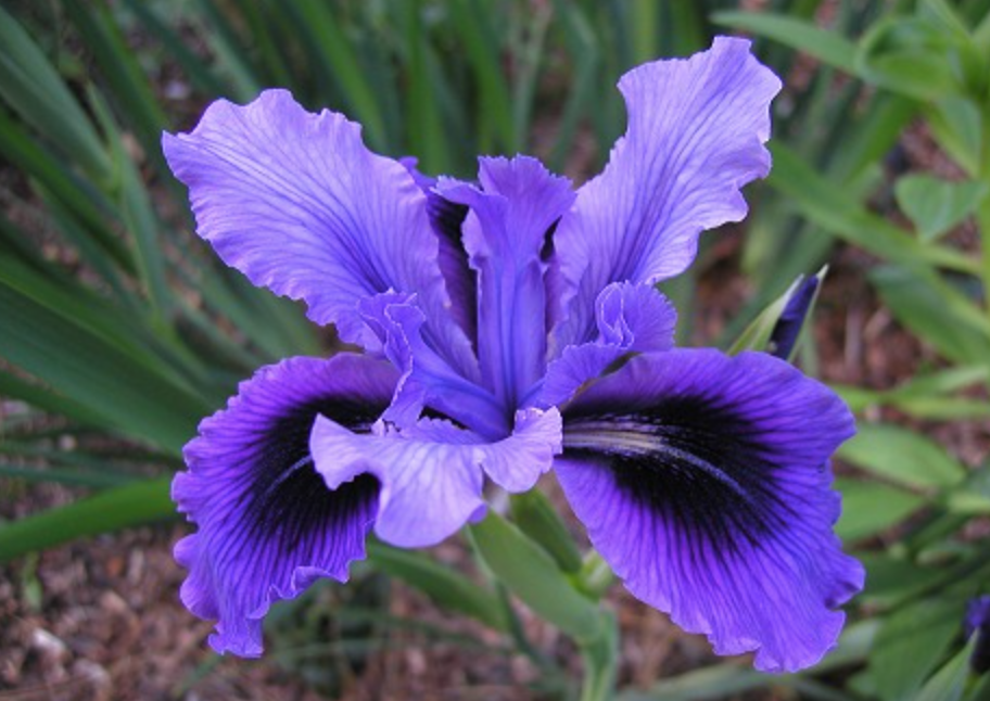 Iris &#39;Pacific Coast Hybrids&#39; - 1g