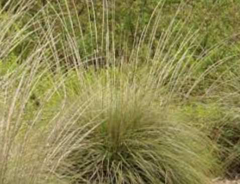 Muhlenbergia rigens (Deergrass) - 1g