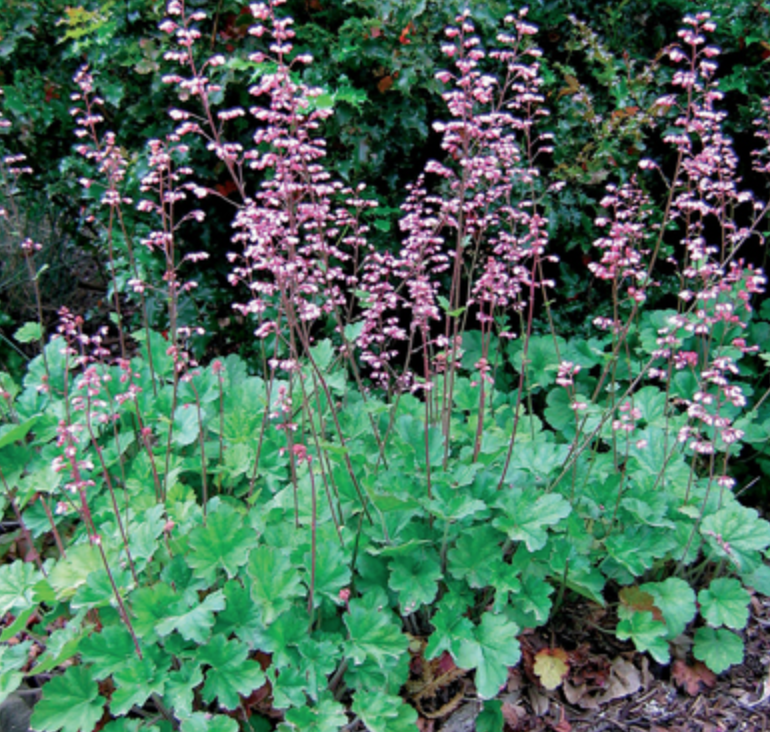 Heuchera &#39;Rosada&#39; - 1g