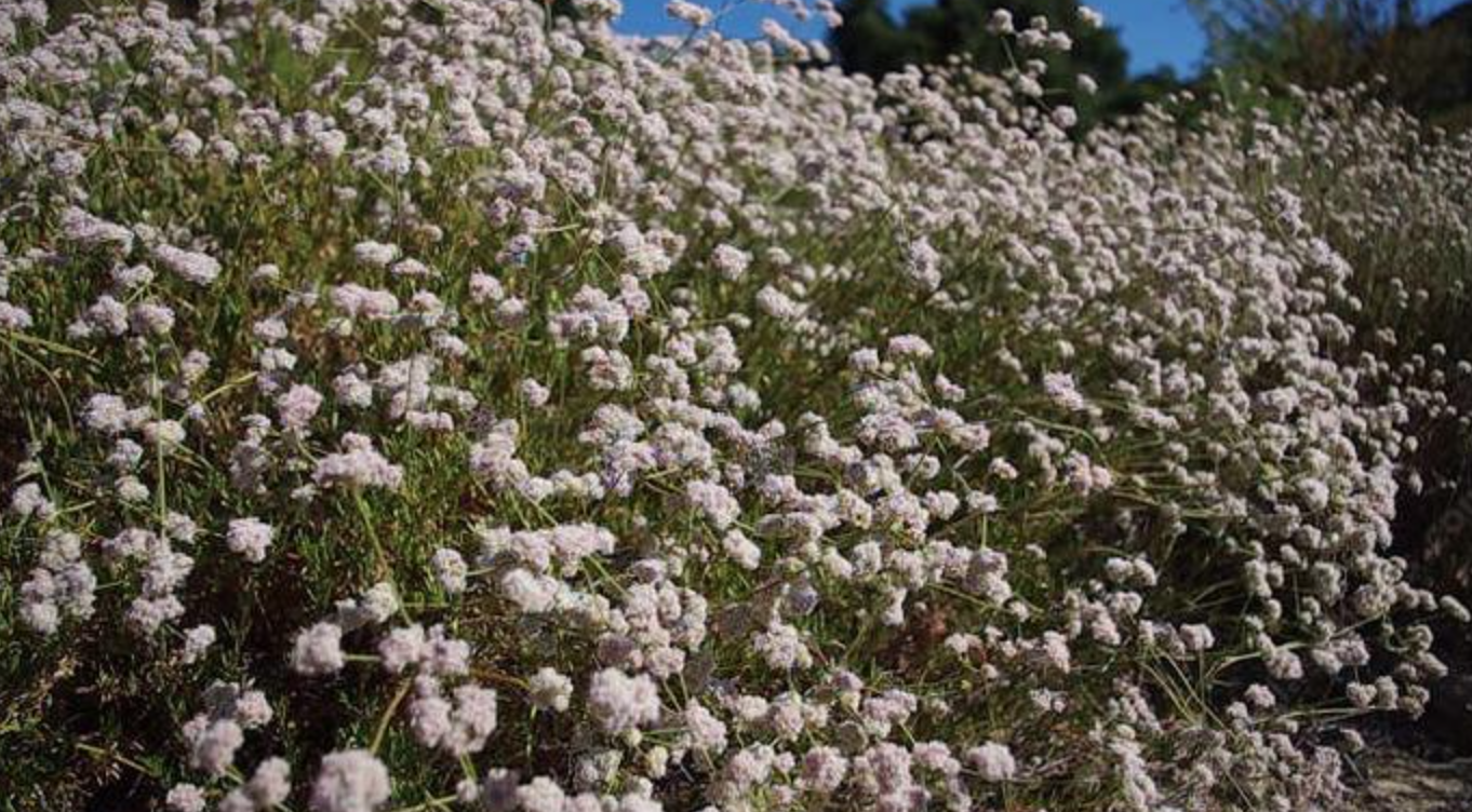 Eriogonum fasciculatum &#39;Daddaroo&#39;- 1g