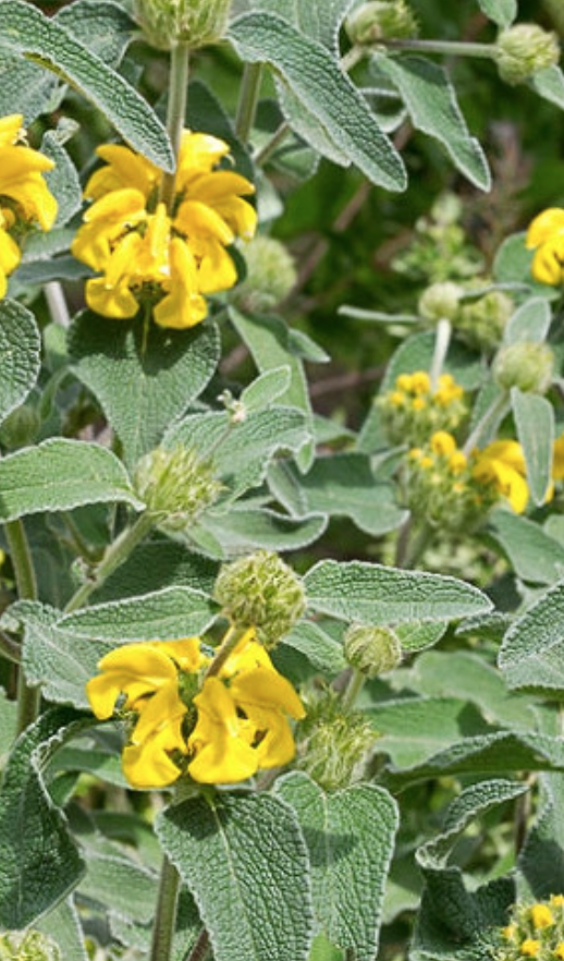 Phlomis fruticosa (Jerusalem Sage) - 5g