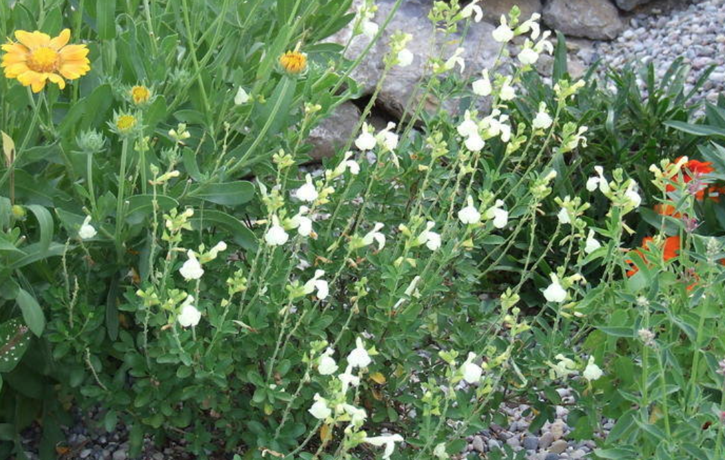 Salvia greggii &#39;Moonlight&#39; - 1g