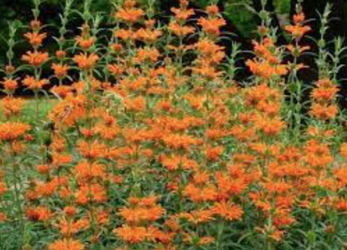 Leonotis leonorus (orange) - 1g